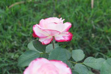 Beautiful pink white rose flower closeup in garden, A very beautiful pink white rose flower bloomed on the rose tree, Rose flower closeup, bloom flowers, Natural spring flower floral background