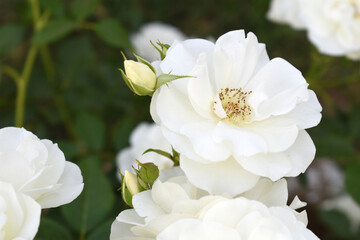 Beautiful white rose flower closeup in garden, A very beautiful white rose flower bloomed on the rose tree, Rose flower closeup, bloom flowers, Natural spring flower, Natural floral background,