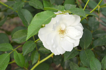 Beautiful white rose flower closeup in garden, A very beautiful white rose flower bloomed on the rose tree, Rose flower closeup, bloom flowers, Natural spring flower, Natural floral background,