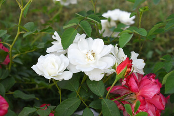Beautiful white rose flower closeup in garden, A very beautiful white rose flower bloomed on the rose tree, Rose flower closeup, bloom flowers, Natural spring flower, Natural floral background,