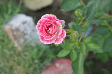 Beautiful pink rose flower closeup in garden, A very beautiful pink yellow rose flower bloomed on the rose tree, Rose flower closeup, bloom flowers, Natural spring flower floral background