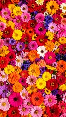Obraz premium Vibrant flower display