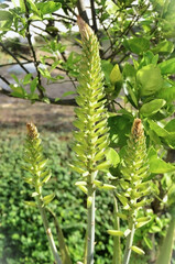 Obraz premium The greenish-yellow flowers of Aloe vera (Aloe barbadensis Mille) in the backyard