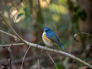 森で周りを見渡しているルリビタキのオス