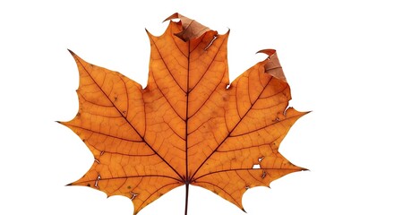 Isolated golden maple leaf with intricate veins on a white background