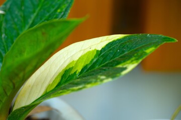 Anthurium jemani varigata growth in pot. Decotive plant with beautiful leaves. Tanaman hias