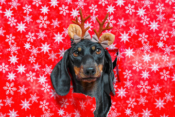 A cute dachshund wearing reindeer antlers against a vibrant red snowflake background. this playful, festive setting holiday spirit, perfect for christmas-themed designs.