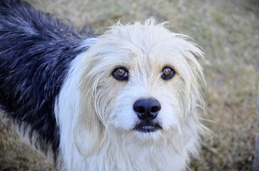 A mixed breed dog in the yard