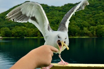 エサをもらうカモメ