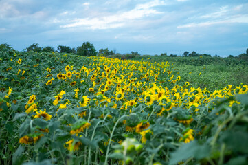 field of sunflowers