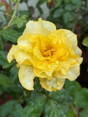 flora and fauna with clouds ,water drop and insects