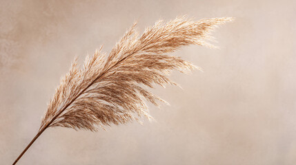 Isolated dried pampas grass plume in front of smooth neutral beige backdrop, clean minimalist style with lots of empty space