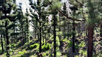 A stunning Serene Pine Forest Landscape inviting exploration and connection with nature