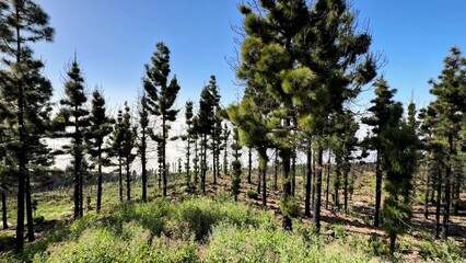 A Beautiful Lush Forest Landscape with Majestic Pine Trees Under Clear Bright Blue Skies