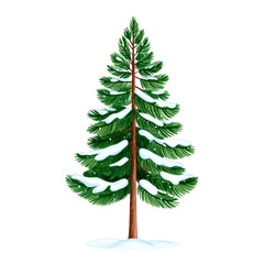 Fototapeta premium Watercolor Winter Pine Tree with Snow.