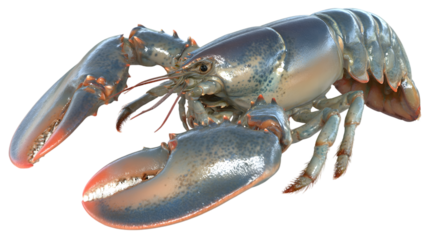 Massive lobster presents full body view isolated on white