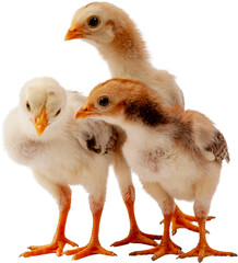 Newly hatched village chicks