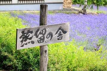 A Signpost in a Lavender Field