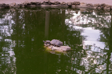 A turtle rests on a rock in a green pond. The water reflects surrounding trees and the sky. The...