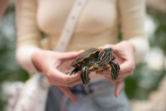 A young woman with light brown hair holds a painted turtle in her hands. The background features greenery and water, creating a natural setting.