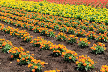 Colorful Flower Field with Yellow, Orange, and Red Blossoms