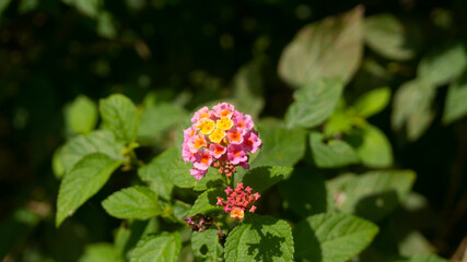 Vibrant Pink and Orange Lantana Flowers Blooming in Sunlight