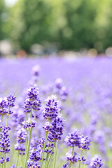 Naklejka premium Vibrant Purple Lavender in the Summertime, Furano, Hokkaido, Japan