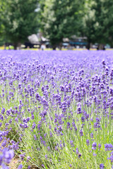 Naklejka premium A beautiful lavender garden in full bloom under the summer sun, Furano, Hokkaido, Japan