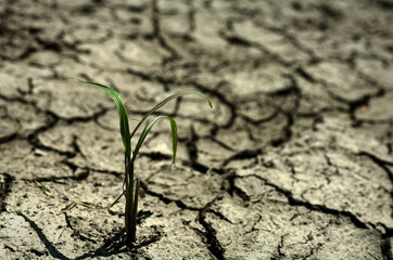 Green Plant Growing from Cracked Soil in Drought-Affected Landscape