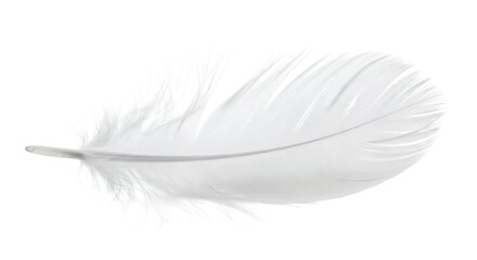 Elegant white feather with intricate details on a black background