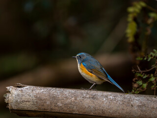 Fototapeta premium 森で周りを見渡しているルリビタキの雄