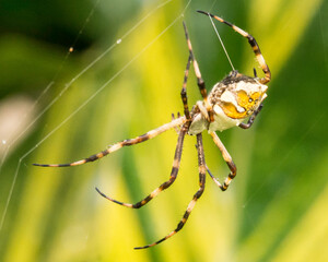 spider on a web