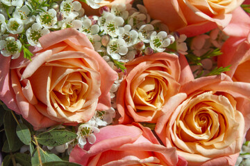 A close-up of rose flower.	