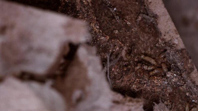Worker termites, small termites, dry wood termites on old rotting wood.