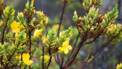 yellow flowers in spring
