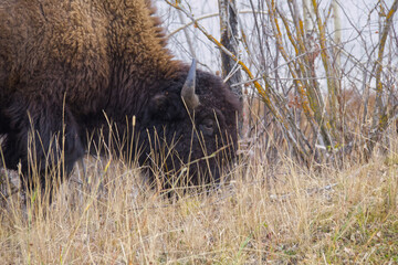 Close up of Plains Bison