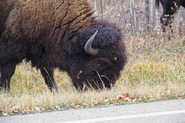 Close up of Plains Bison