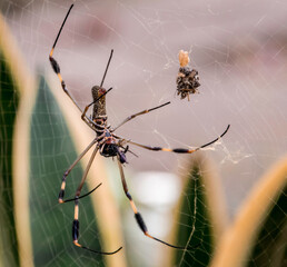 spider on the web