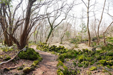 winter forest and path in the mild sunlight