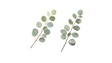Eucalyptus Branch on transparent background png