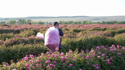 Harvesting of Rose Rosa Damascena. Rose farming and organic rose essential oil production - Powered by Adobe
