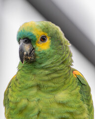 Turquoise-Fronted Parrot or Papagaio-Verdadeiro - Female - South East Brazil - South America (Amazona aestiva)