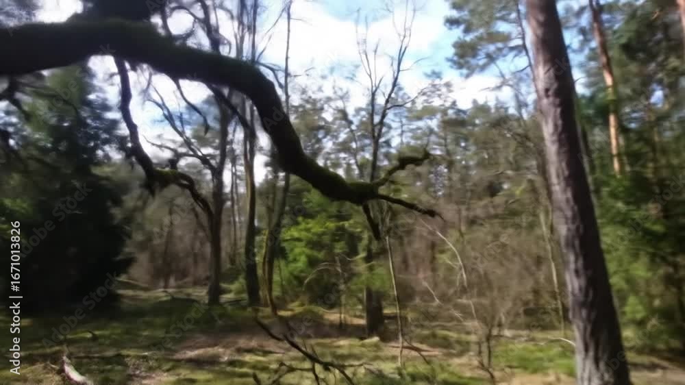 Poster lush green forest with tall trees and bright sunlight filtering through branches creating a serene a