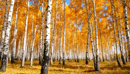 Fototapeta premium Vibrant Autumn Birch Forest