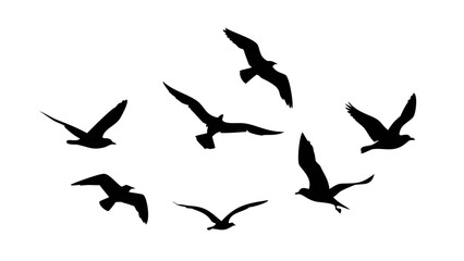 Diverse bird silhouettes in flight and perched flying wings