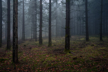 Obraz premium Mystical fog covers the autumn forest in Bavarian Forest National Park Germany where colorful trees and orange leaves create a magical enchanted nature scenery
