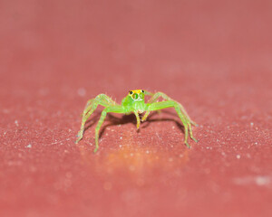 spider on a leaf