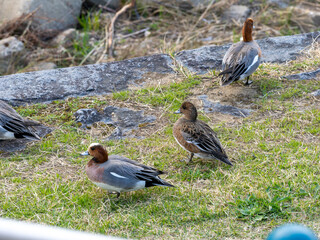 猪名川河川敷の鴨