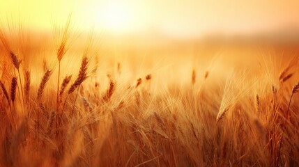 Golden wheat field at sunset with warm orange sky and soft glowing light creating peaceful countryside rural landscape for agriculture and lifestyle concepts