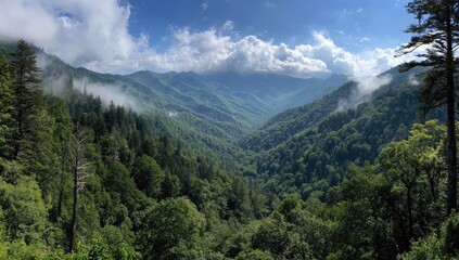Lush mountain valley vista